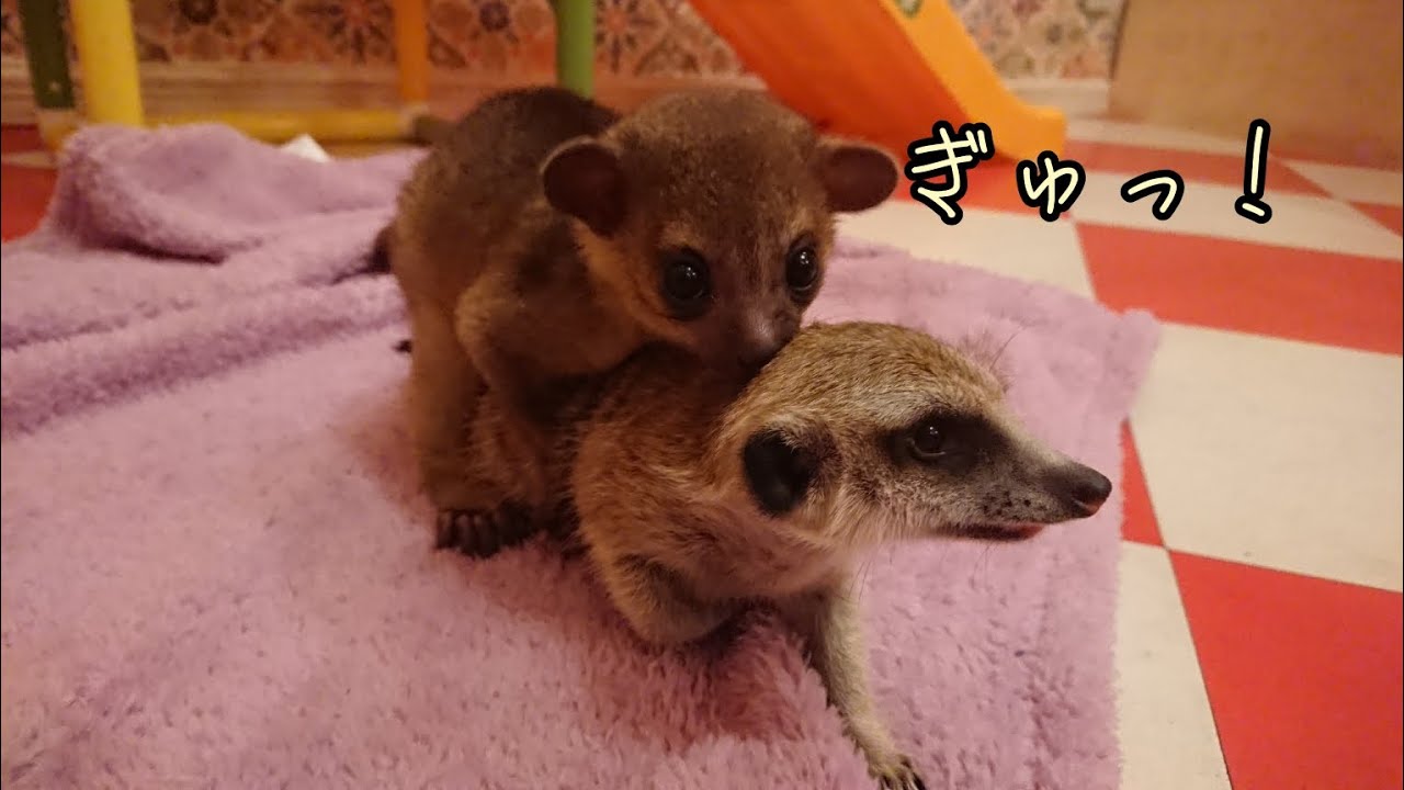 キンカジューとミーアキャット！？赤ちゃん同士会わせたらただただ癒された