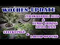 Wie schneide ich Stecklinge? Strawberry &amp; Lemon Shining Silver Haze - Update 2024-34