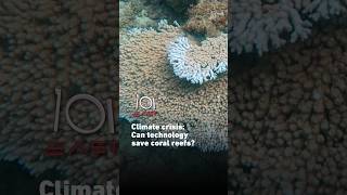 Climate crisis: Can technology save coral reefs? | 101 East #shorts