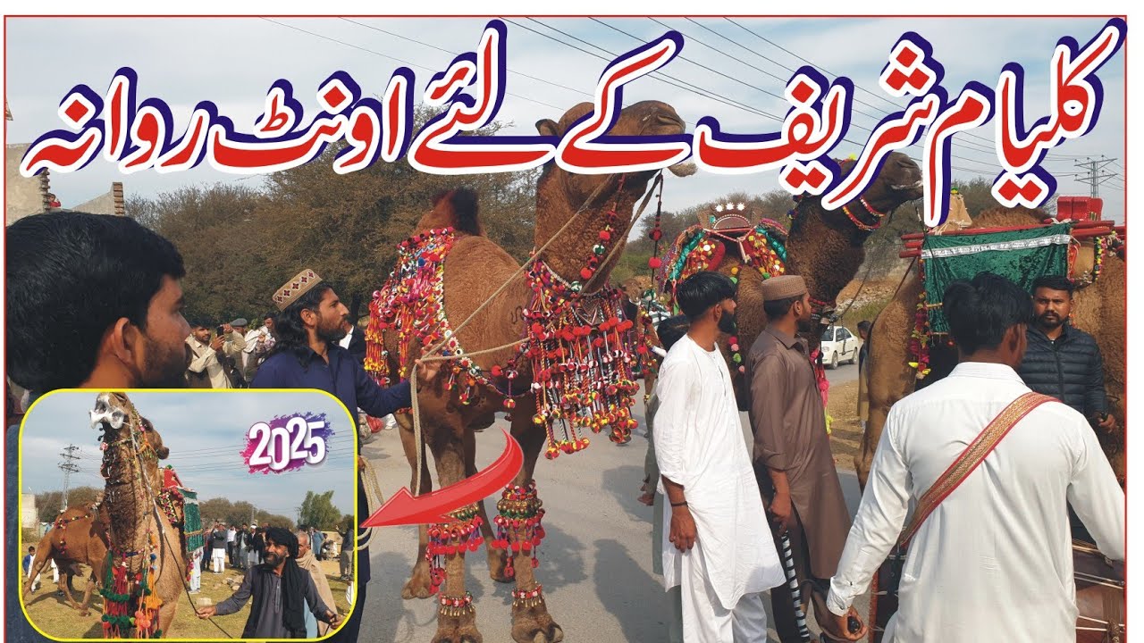 Kalyam sharif Mela 2026 | Camel Ready for Kalyam sharif Mela | Camel Biggest Mandi | Batli to Dadyal