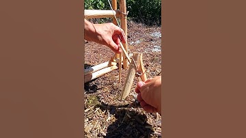 TRAPPING AN ANIMAL IN TEN MINUTES  #diy #trap #survival #bushcraft