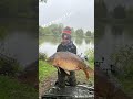 My 3 biggest fish 22lbs (first one) 26lbs (last one) 27.1lbs (middle own) #fishing #carp #carpy