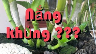 Cách trồng dendro nắng thành bụi khủng