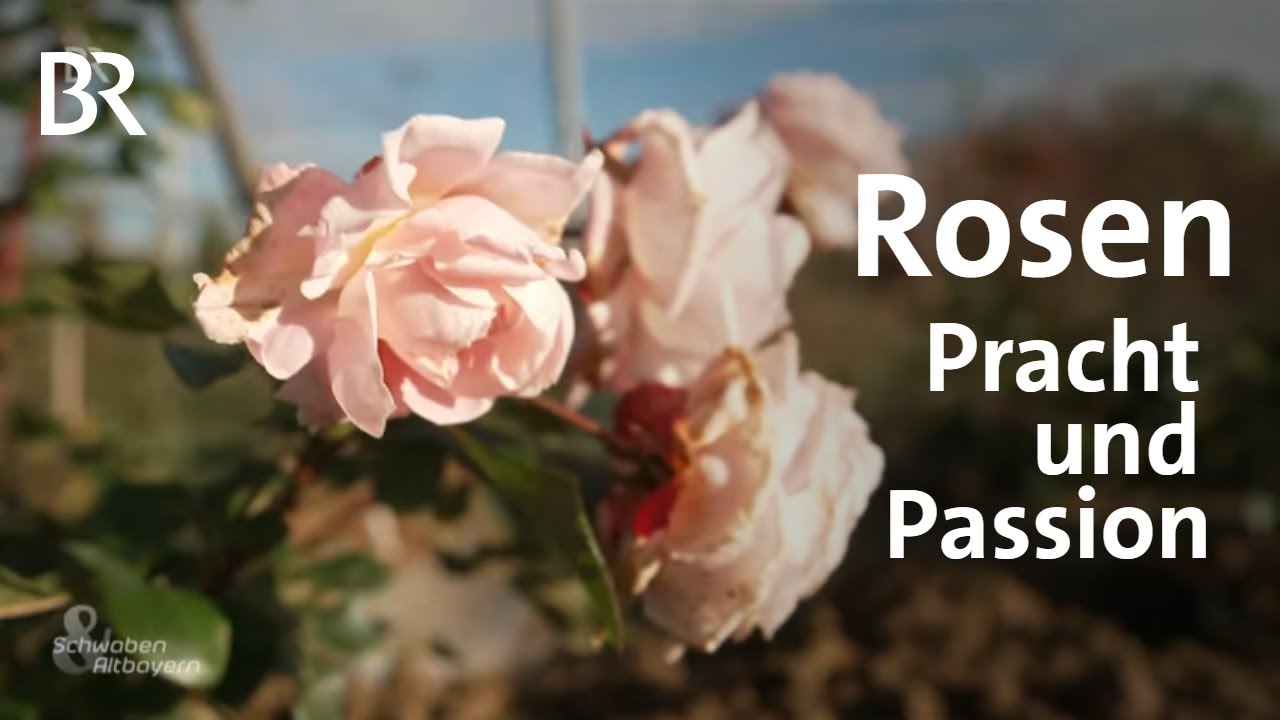 Rosenpracht für Freyung: Die Kerns und ihre Leidenschaft | Schwaben & Altbayern | BR