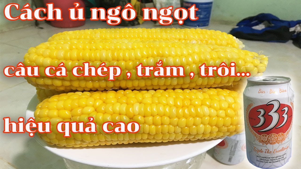 HƯỚNG DẪN CÁCH Ủ NGÔ NGỌT CÂU LĂNG XÊ , CÂU ĐÀI , CÂU... - youtube