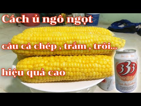 Video HƯỚNG DẪN CÁCH Ủ NGÔ NGỌT CÂU LĂNG XÊ , CÂU ĐÀI , CÂU... - youtube