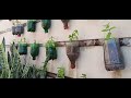 Free natural pesticides and fertilizer for Mint at home.