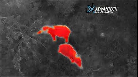 Drone Thermal Camera Elephant Detection