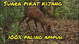 Suara pikat kijang paling ampuh