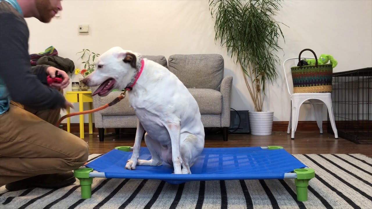 Older Pittie Chloe Learns Place - YouTube