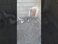 پرواز کبوتران رنگی یهودی مسافتی کبوترمسافتی Iranipegions Iran Kabootar کبوتربازی 