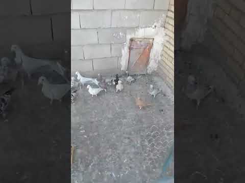 پرواز کبوتران رنگی یهودی مسافتی کبوترمسافتی Iranipegions Iran Kabootar کبوتربازی