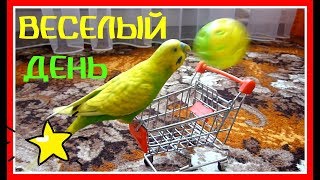 видео: 1 МАЯ - ВЕСЕЛЫЙ ДЕНЬ ВОЛНИСТОГО ПОПУГАЯ ТОШИ//КАК ПОПУГАЙ НЕ ДАЕТ НАМ СКУЧАТЬ//зеленый попугайчик TV картинка: 1 МАЯ - ВЕСЕЛЫЙ ДЕНЬ ВОЛНИСТОГО ПОПУГАЯ ТОШИ//КАК ПОПУГАЙ НЕ ДАЕТ НАМ СКУЧАТЬ//зеленый попугайчик TV