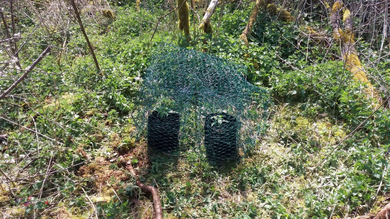 UK OUTDOOR GUERILLA GROW 2019 // 1ST SEASON // UK GREEN GROWER