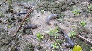 Dầm mưa bắt cá rô, cá lóc lên khi trời đang mưa| Bông lúa Miền Tây