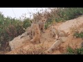 Family of foxes scratching each other