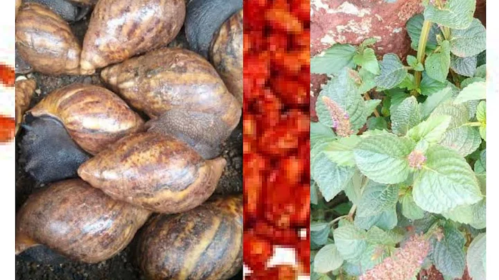 ASEJE ASIRI BIBO 🌿 PAJAWIRI 