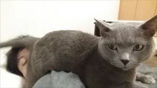毎日寝るとき、尻を顔面に押し付けてきます