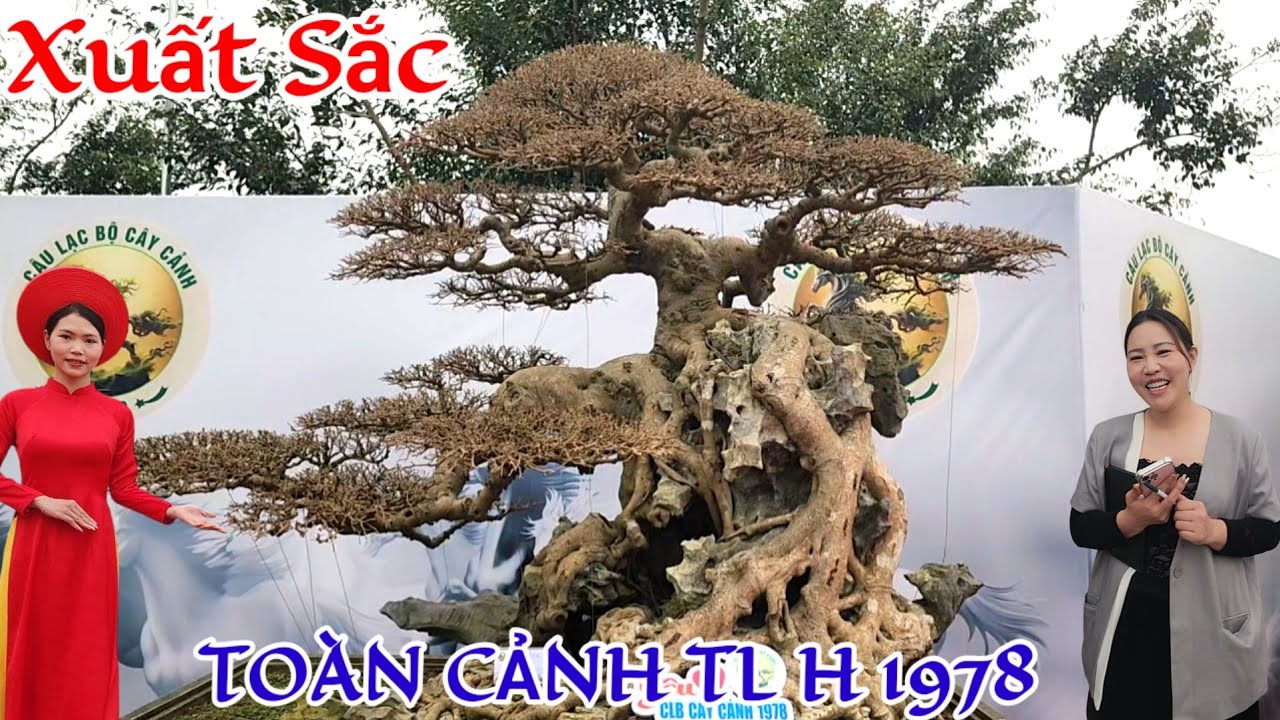 TOÀN CẢNH TRIỂN LÃM CÂY CẢNH CLB BONSAI 1978 TẠI TRẦN GIA TRANG DUY TIÊN HÀ NAM NB