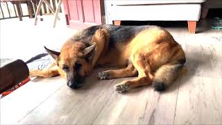 Walcott the German shepherd dog gets fat after 3 days no see.