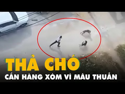 Video Thả chó pitbull và becgie cắn hàng xóm để giải quyết... - youtube