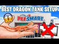 Bearded dragon setup for beginners