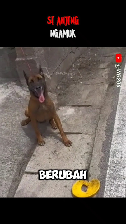 Si Anjing Ngamuk #anjinglucu #anjinggalak #anjingterlatih #anjing
