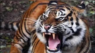 suara harimau mengerikan😱