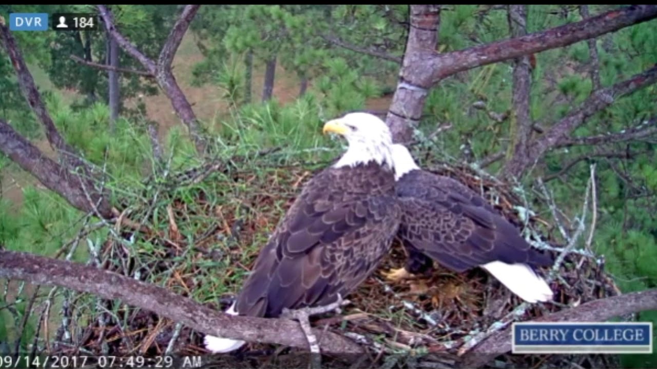 Berry College Eagles~Early Morning Nest keeping-Mom & Dad