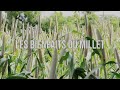 Les bienfaits du millet