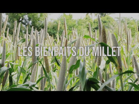 Vidéo: Millet Pour Le Diabète: Avantages, Contenu Nutritionnel Et Plus