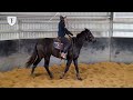 SO YOU THINK x PERPETUUM colt - First ride Thenford Farm