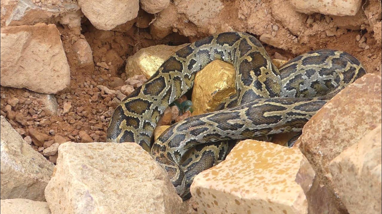 Digging up for Treasure worth millions dollar from Huge Nuggets of Gold ...