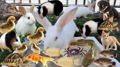 Vịt Con Cá Cảnh, Bắt Các Con Vật Dễ Thương, Mèo Dễ Thương, Rùa, Cá Vàng, Cá Trê, Cá Rô, Cá Lau Kiếng