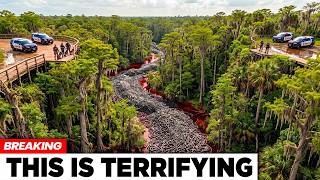 New Footage From Florida’s Swamps Reveals an Aftermath No One Expected
