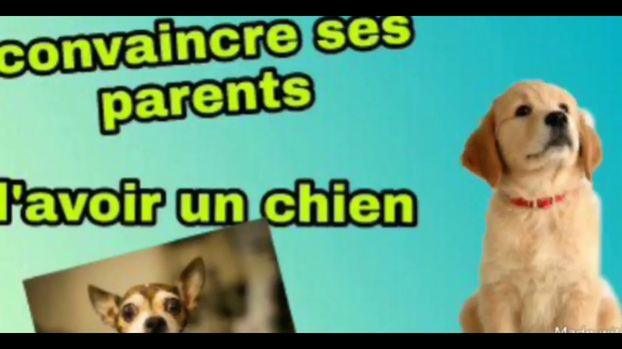 Comment Convaincre Ses Parents D'avoir Un Scooter
