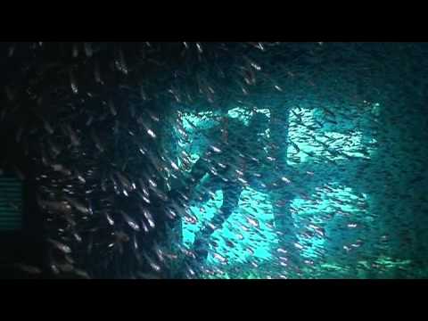 Diveworld Videos | 2013 red sea liveaboard movie