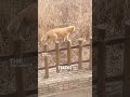The Secret Behind Cat Footprints!🤭
