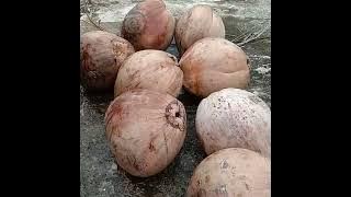cara mengetahui bibit kelapa hijau obat asli dan kelapa hijau obat asli