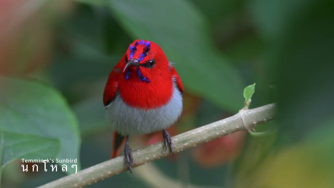 Temminck's Sunbird/นกกินปลีแดง