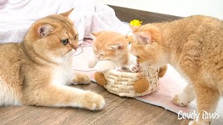 Dad and Mom Cat care for kittens together, an incredibly sweet cat family.