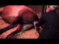 Westport Morgan Twin Foals Birth