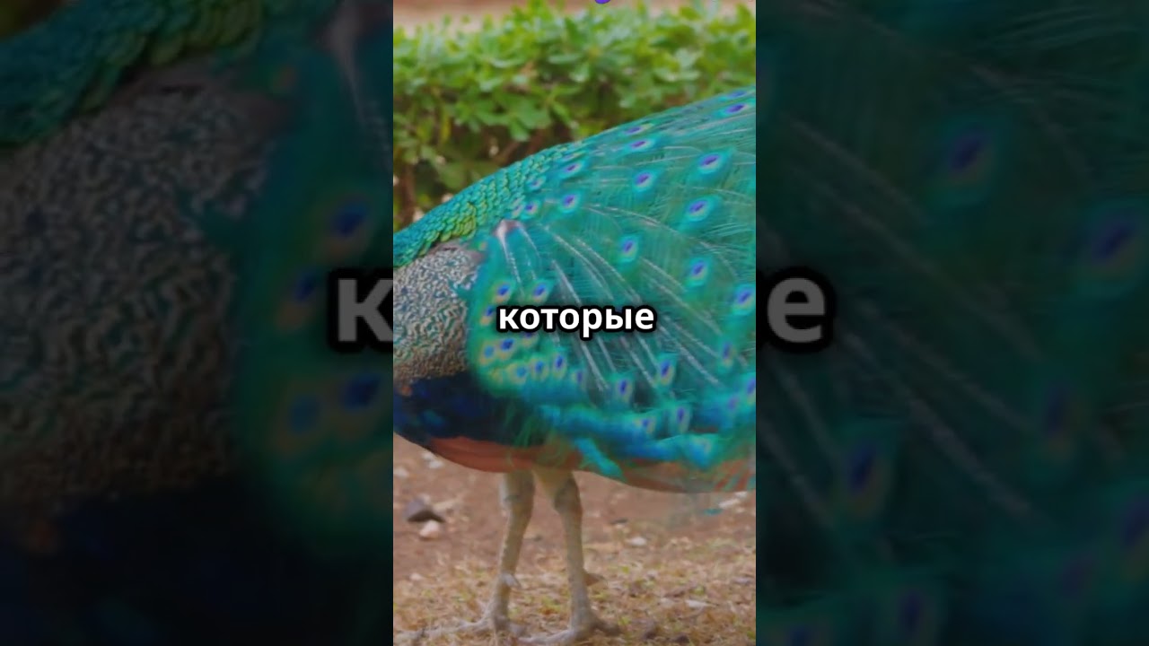 Удивительные факты о животных: Павлины #shorts #познавательное #факты #животные