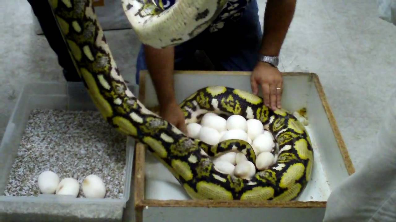 z eggs Eggs Dinner  YouTube Rotten  for