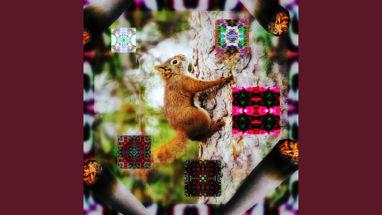 Watch squirrel on tree on YouTube Watch squirrel on tree on YouTube