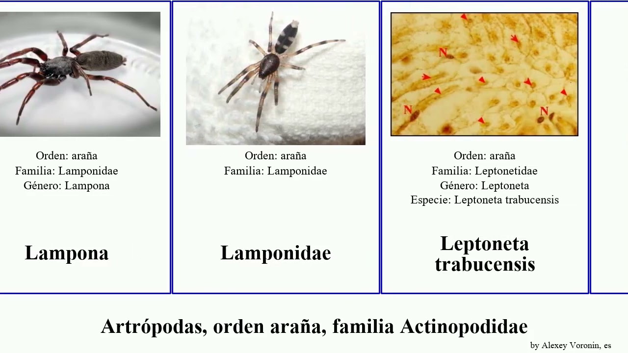 Artrópodas, orden araña, familia Actinopodidae animal oxyopes dolomedes aptostichus loxosceles ero