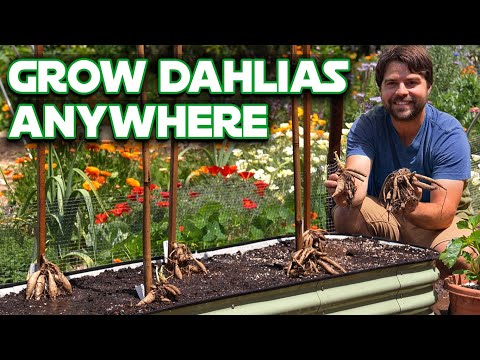 Video: Njega biljaka dalija: kako posaditi dalije u vrtu