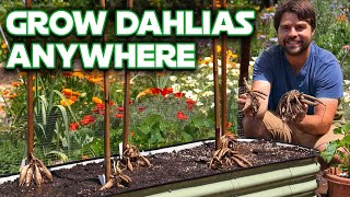 Dahlia Growing 101: Plant, Support, and Prune (Without Killing Them!) screenshot 4