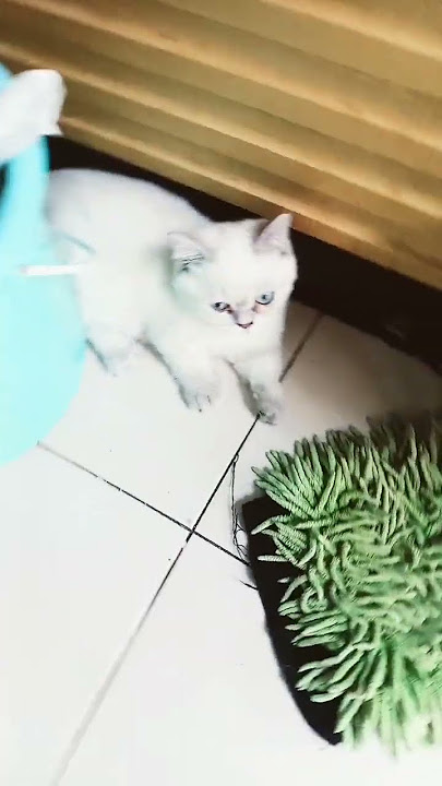 cat aksod sksne sksns snsjs