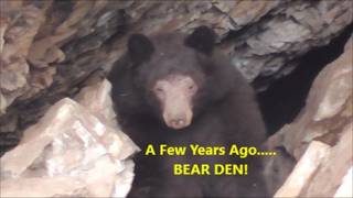 A Few Years Back, I Found a BEAR DEN!